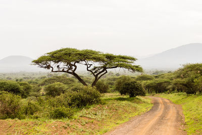 Dirt road amidst trees and landscape against sky