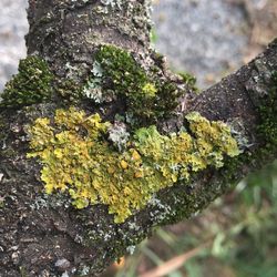 Close-up of moss growing on tree trunk