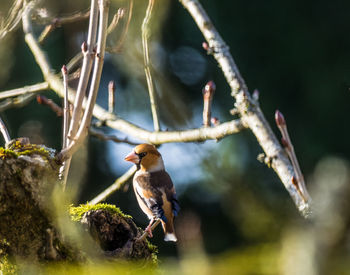 Close-up of bird flying by tree