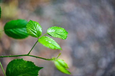 Close-up of green leaves