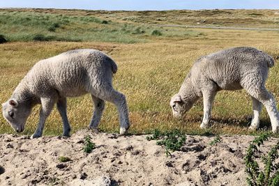 Sheep grazing in a field