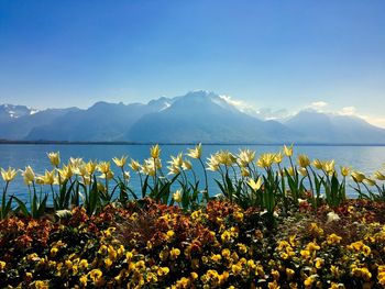 Flowers blooming by lake against mountains