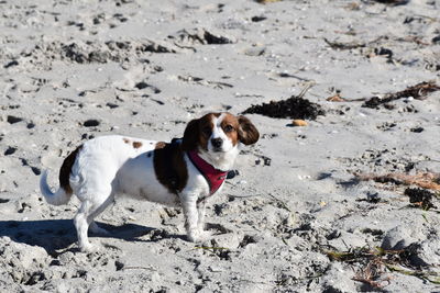 High angle view of dog on beach