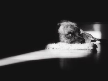 Close-up of dog