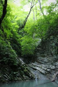 River amidst trees in forest