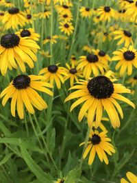 Close-up of yellow daisy flowers