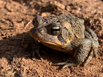 Close-up of lizard on land