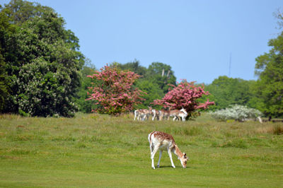 View of a deer on field