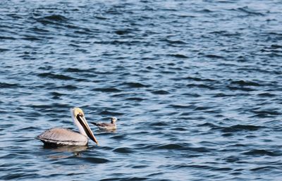 Swan swimming in lake