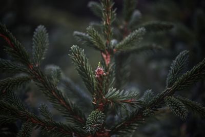 Close-up of pine tree