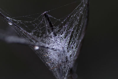 Close-up of spider web against black background