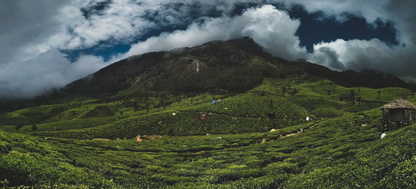 Scenic view of agricultural field