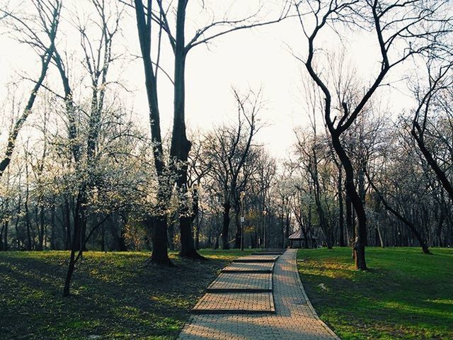 tree, the way forward, grass, bare tree, tree trunk, branch, diminishing perspective, tranquility, vanishing point, nature, transportation, park - man made space, treelined, tranquil scene, footpath, growth, road, empty, green color, sunlight