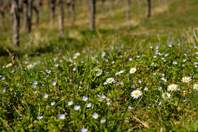 Sping in vineyard with flowers on a meadow in foreground
