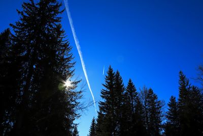 Low angle view of pine trees against sky