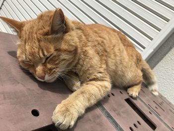 High angle view of cat sleeping