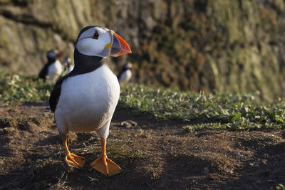 Close-up of puffin perching on field