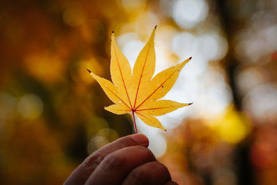 Close-up of hand holding maple leaves during autumn