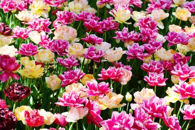 Close-up of pink flowering plants