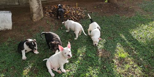 High angle view of dogs on field