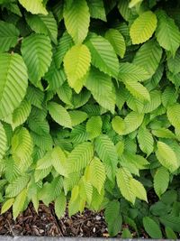 High angle view of green leaves on field