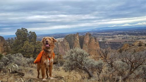 Portrait of dog on mountain against sky
