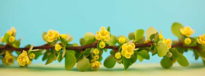 Close-up of yellow flowering plant against clear sky