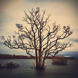 Bare trees against calm sea