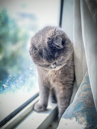 Close-up of a cat looking away