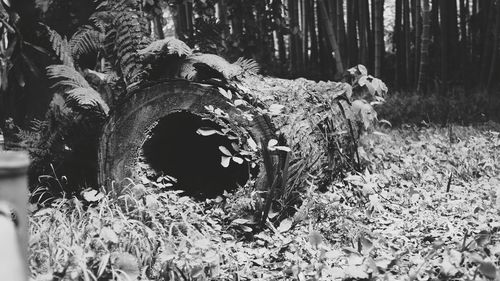 Close-up of tree trunk in field