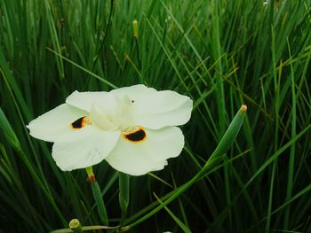 Close-up of white flowering plant on field