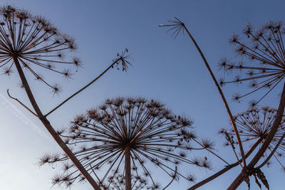 Low angle view of trees against sky during winter