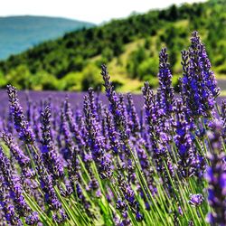 Close-up of purple flowering plants on field