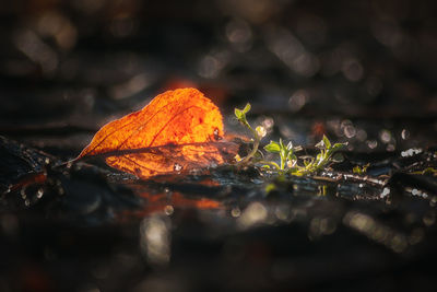 Close-up of dry maple leaves on land