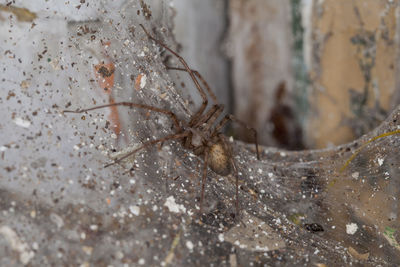 Close-up of spider