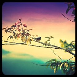 Close-up of flower tree against sky during sunset