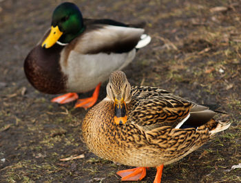 Duck on field