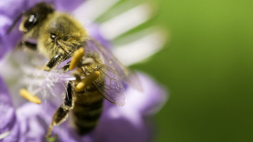 Close-up of insect on purple flower