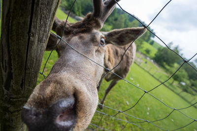 Close-up of a horse