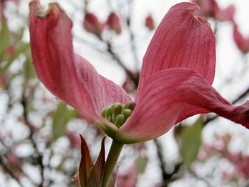 Close-up of pink flowering plant