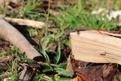 Close-up of insect on field