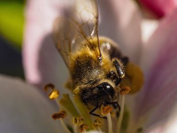 Close-up of bee pollinating on flower