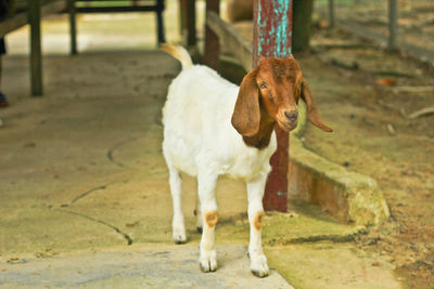 Horse standing in a farm