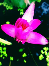 Close-up of pink flower blooming outdoors