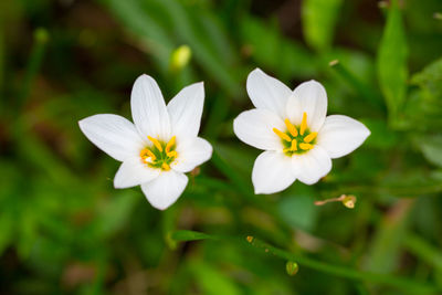 Close-up of white flowering plant