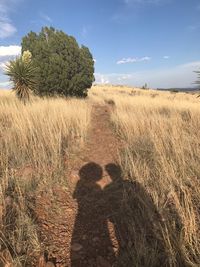 Shadow of tree on sand at beach against sky