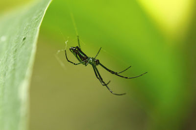 Spider on a web in the forest with a green background