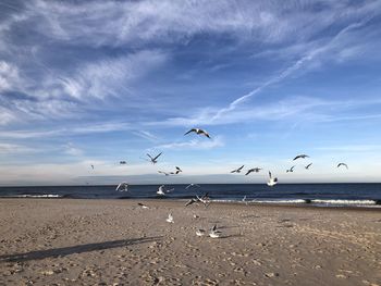 Seagulls flying over beach