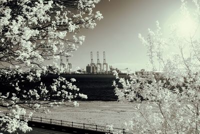 View of trees with city in background