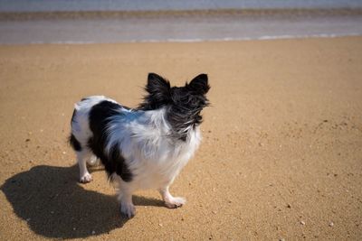 Portrait of a dog on beach